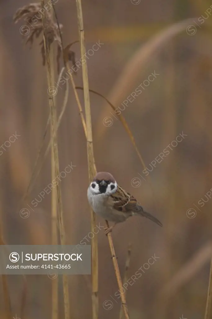 european tree sparrow (passer montanus) in reed in fog during fall at the fish ponds of hortobagy national park europe, eastern europe, hungary, 2008