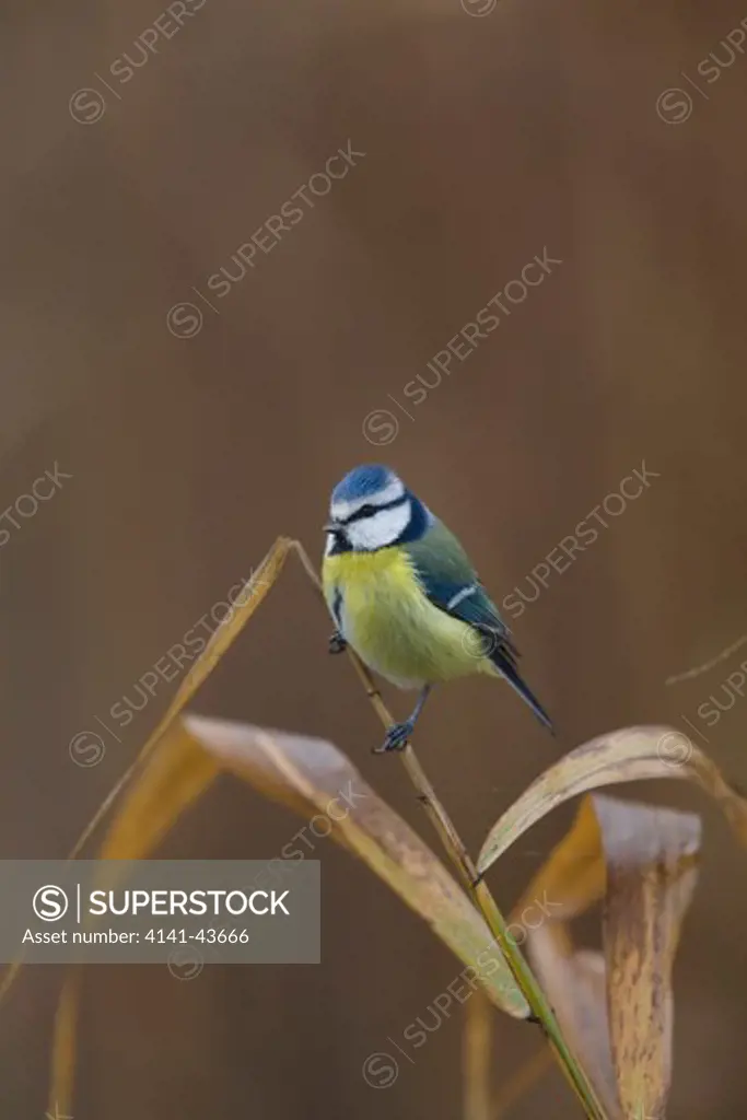 blue tit (cyanistes caeruleus) in reed with fog in early autumn. hortobagy fish ponds, hungary europe, eastern europe, hungary, 2008