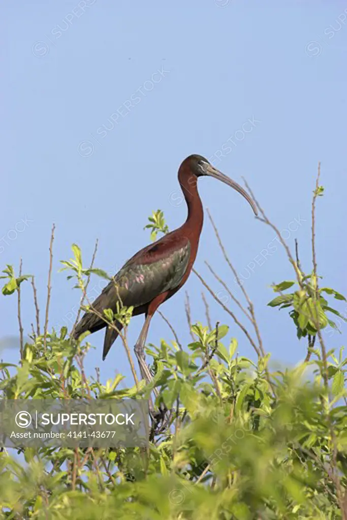 glossy ibis (plegado falcinellus) in the danube delta, standing on top of a willow on small branches europe, eastern europe, romania, danube delta, 2006