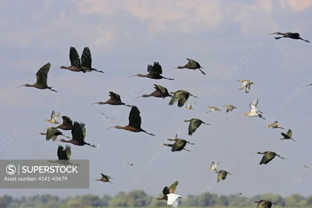 glossy ibis (plegado falcinellus) in the danube delta. europe, eastern europe, romania, danube delta, 2006