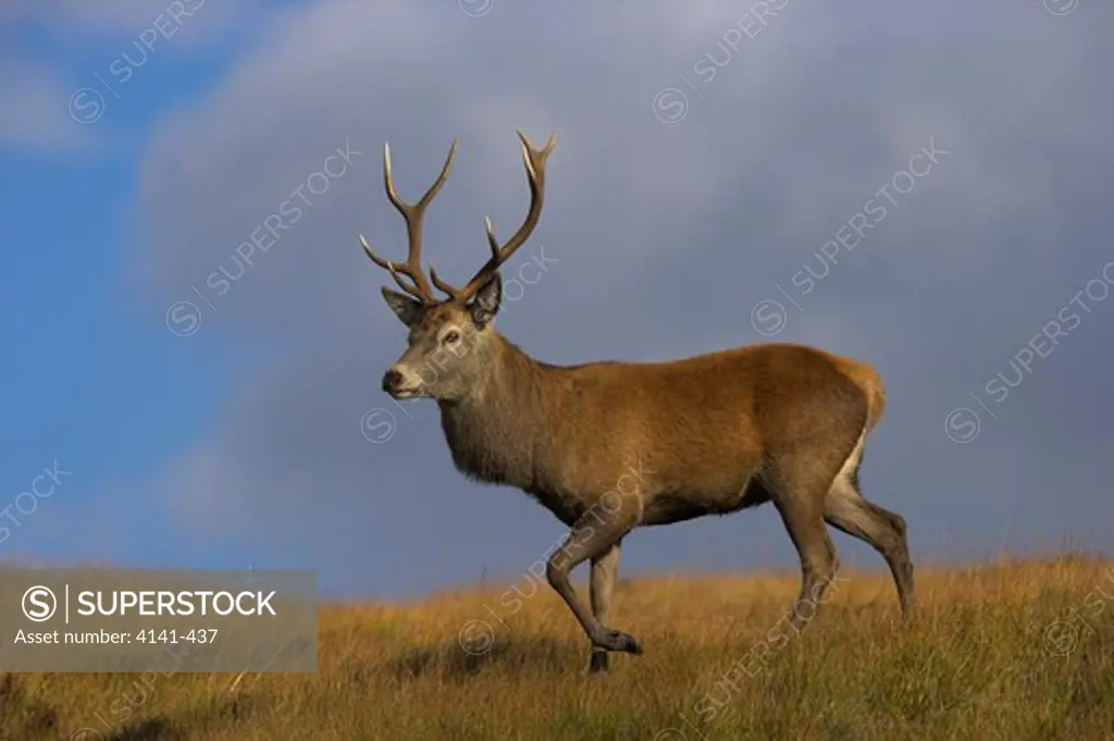 red deer stag cervus elaphus scottish highlands, uk.
