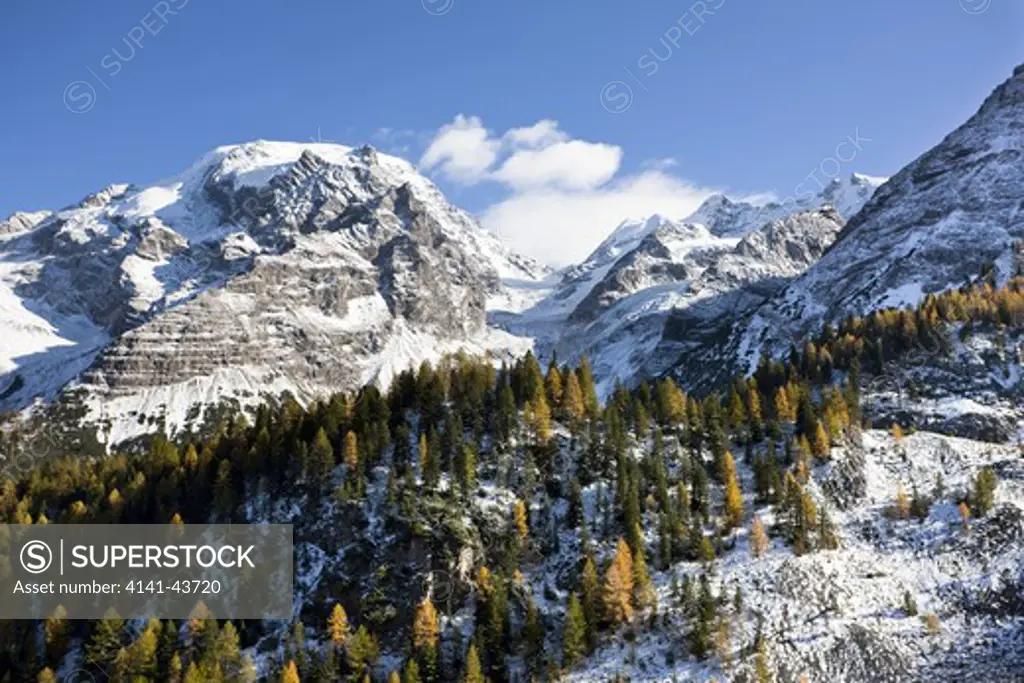 mount ortler (3905m) in south tyrol with yellow larch trees and snow seen from valley trafoi europe, central europe, italy, october 2009