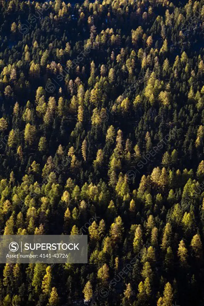 european larch (larix decidua) and swiss pine (pinus cembra) in a mountain forest europe, central europe, italy, south tyrol, october 2009