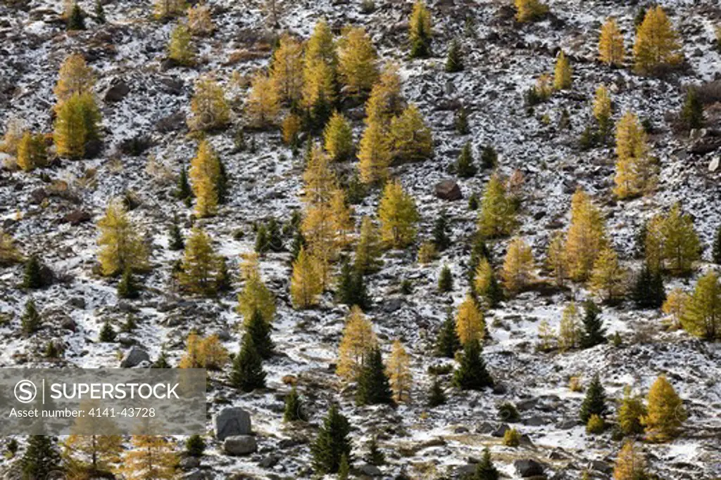 european larch (larix decidua), golden colors during fall in high mountains at 2350m . the tree line is moving up higher due to global warming europe, central europe, italy, lombardy, october 2009