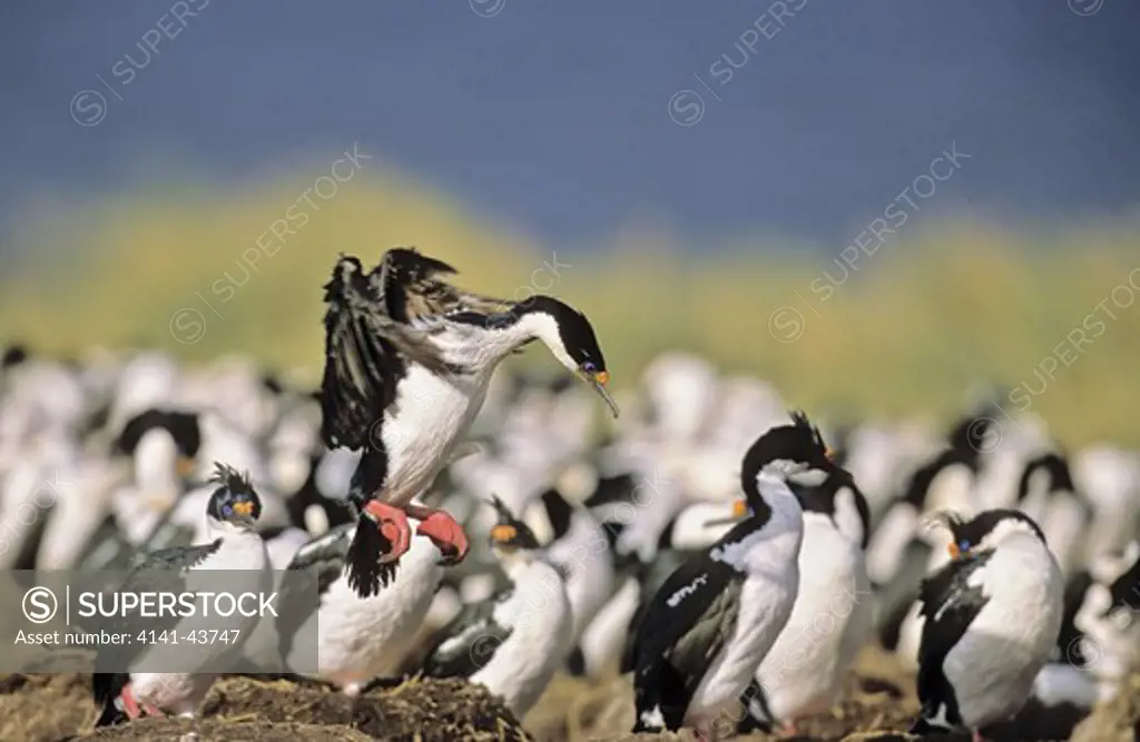imperial shag or king shag (phalacrocorax atriceps albiventer) on the falkland islands, landing in a dense colony antarctica, subantarctica, falkland islands, bleaker island, october 2003