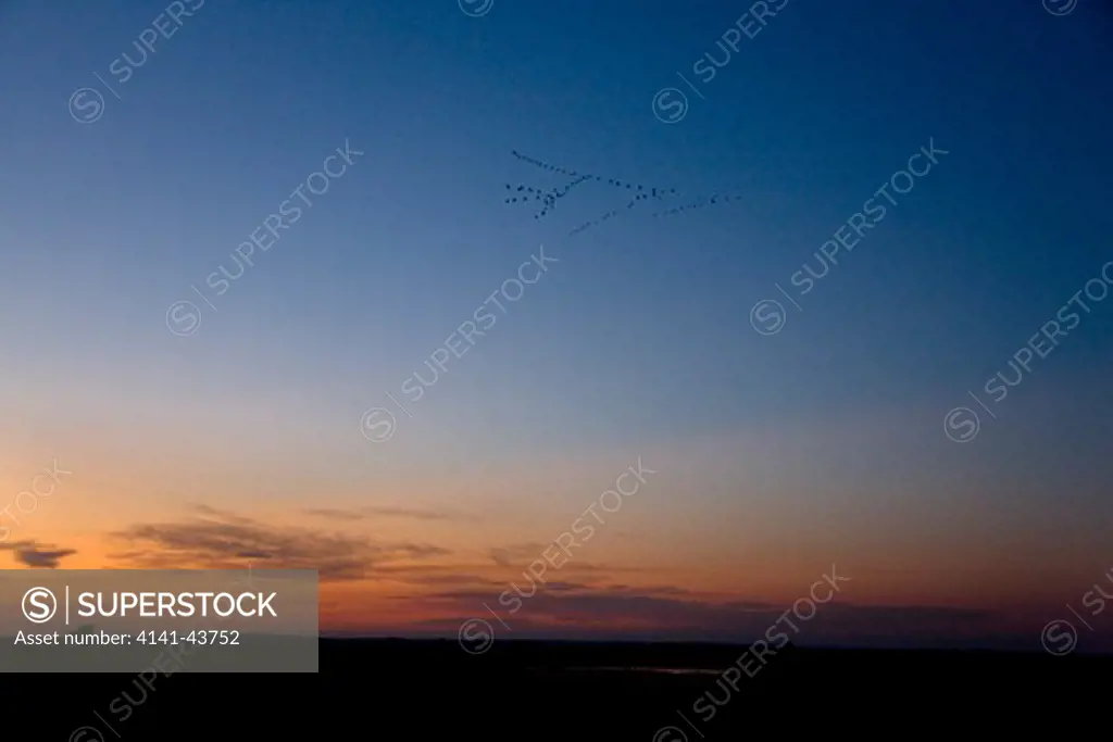 common crane (grus grus) flying back to their roosting places against the backdrop of a clear evening sky. hortobagy nationalpark with its fish ponds is one of the most important stop over sites for cranes on their migration routes. europe, eastern eruope, hungary, october 2008