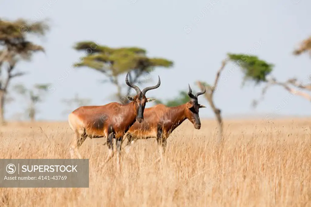 swayne's hartebeest (alcelaphus buselaphus swaynei), senkele wildlife sanctuary. swayne's hartebeest is an endangered antilope, which is endemic to ethiopia. the range is restricted to a few reserves and national parks, which are threatened by the influx of pasturalists. africa, east africa, ethiopia, february 2010