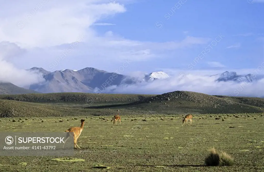 vicuna (vicugna vicugna), altiplano, chile. adult at dung midden vicuna are living in the cold altiplano of the andes mountains. 
