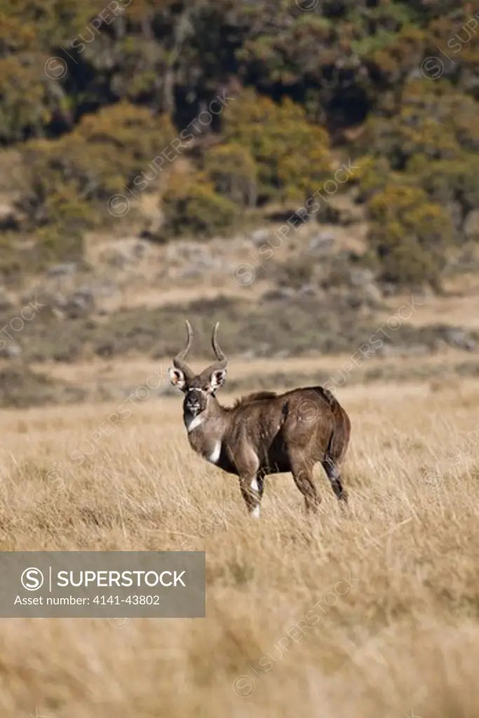 male mountain nyala (tragelaphus buxtoni) in bale mountains national park. the mountain nyala is an endangered antelope, which is endemic to ethiopia. 