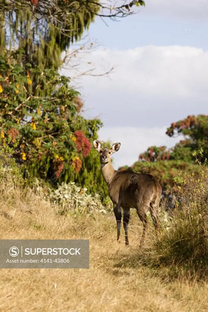 mountain nyala (tragelaphus buxtoni) in bale mountains national park. the mountain nyala is an endangered antelope, which is endemic to ethiopia.
