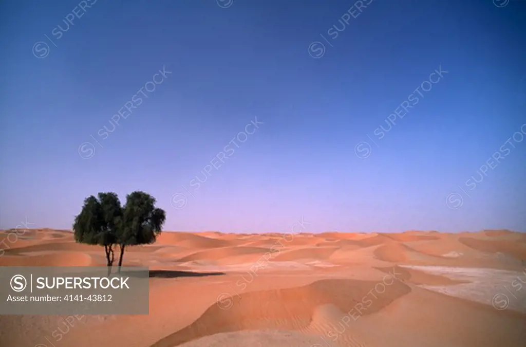 ghaf tree, prosopis cineraria, in low dunes of rub al-khali manadir sands rub al-khali united arab emirates 