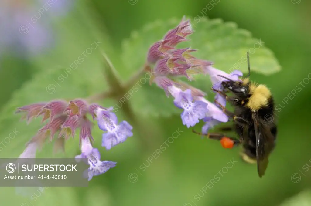 bumble bee, feeding from flower, vancouver, washington, united states