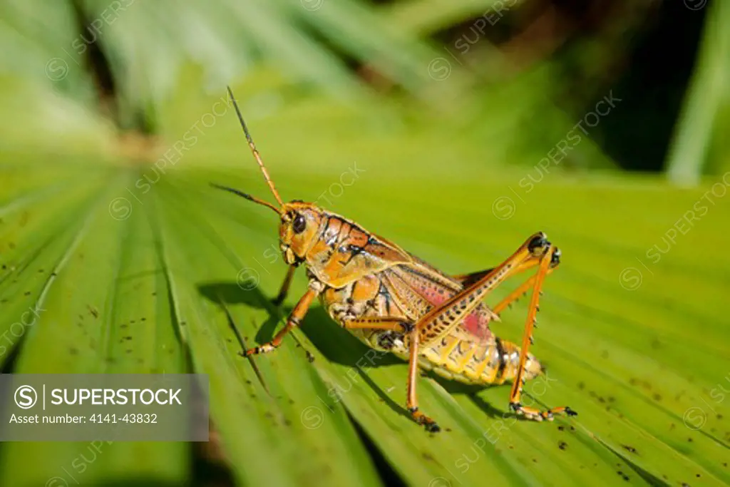 lubber grasshopper (romalea), florida, united states