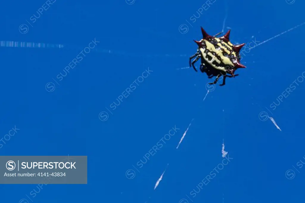crab-like spiny orb weaver spider (gasteracantha cancriformis), merritt island national wildlife refuge, florida, united states