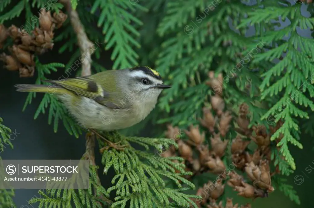 golden-crowned kinglet (regulus satrapa), searching for food in cedar tree branches, vancouver, washington, united states
