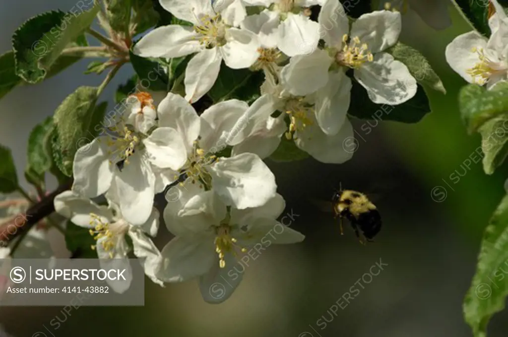 bumble bee flying to flowers to feed on nectar, washington, united states