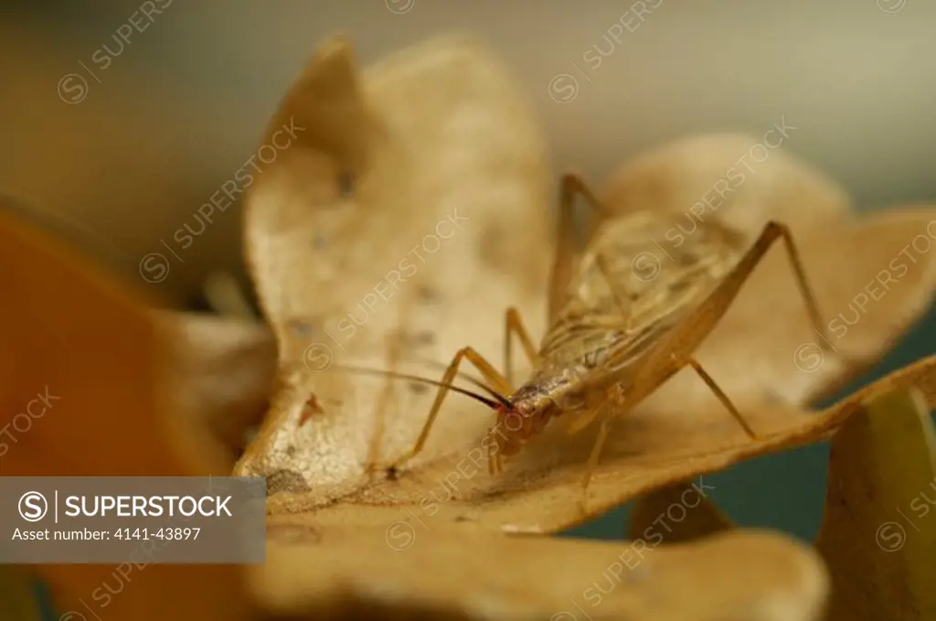 tree cricket, roseburg, oregon, united states