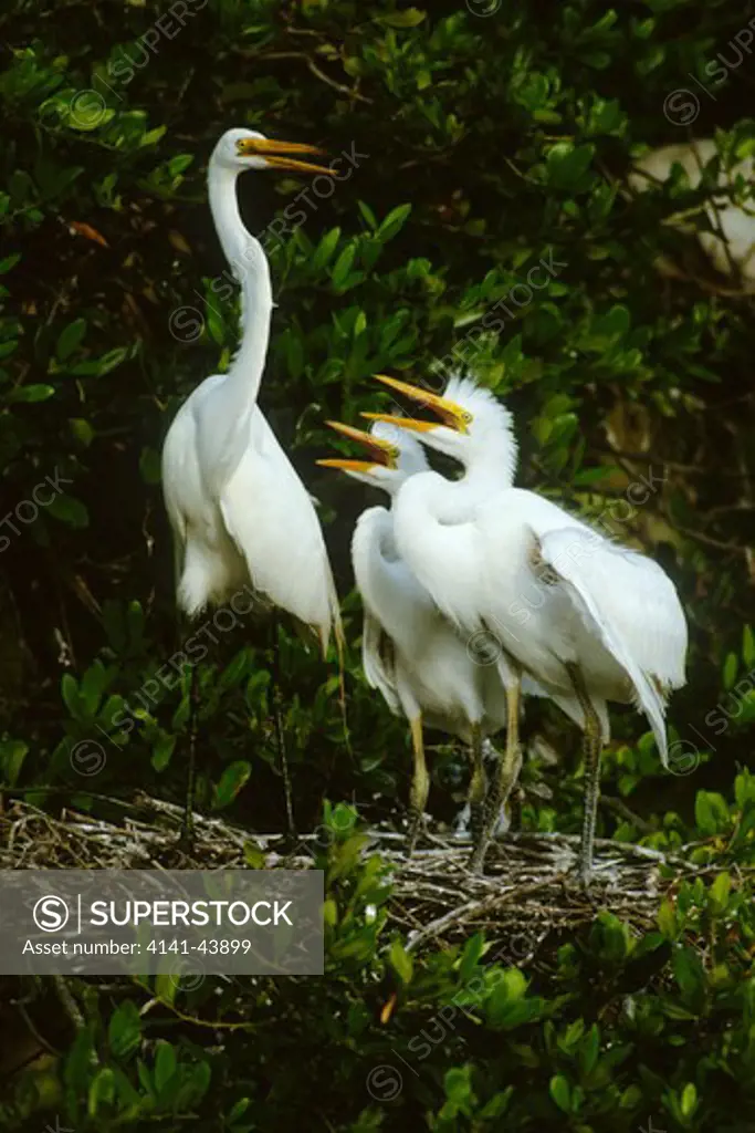 great egret (ardea alba) adult with young at nest, st. augustine alligator farm zoological park, florida, united states