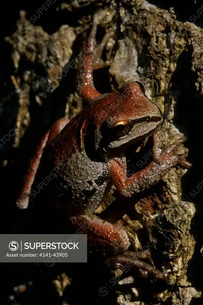 pacific tree frog (hyla regilla), douglas county, oregon, united states