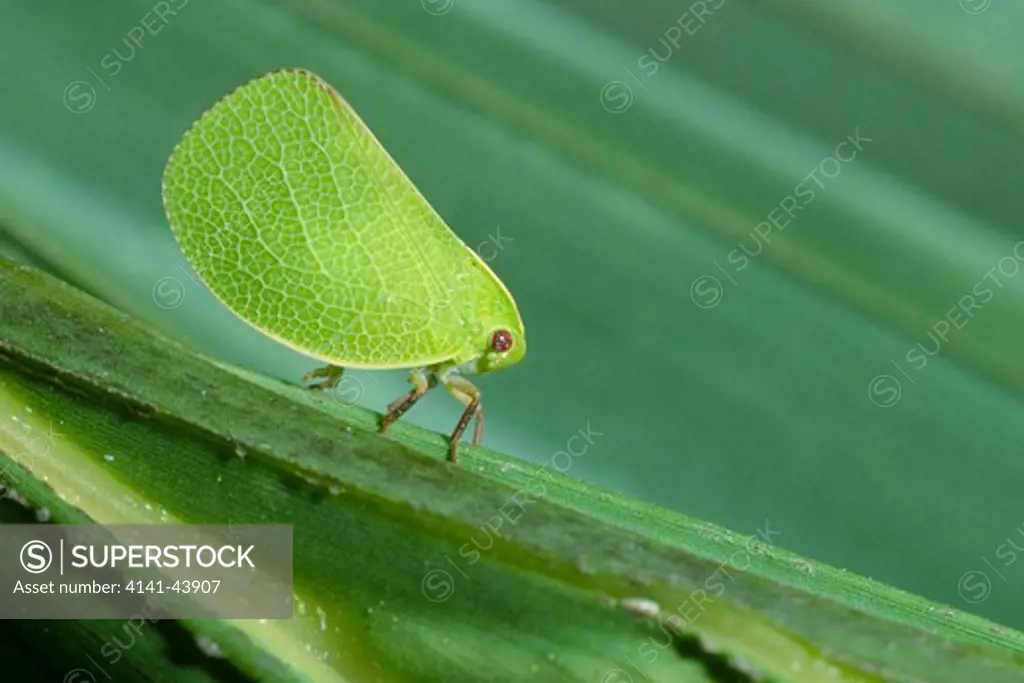 planthopper, florida, united states