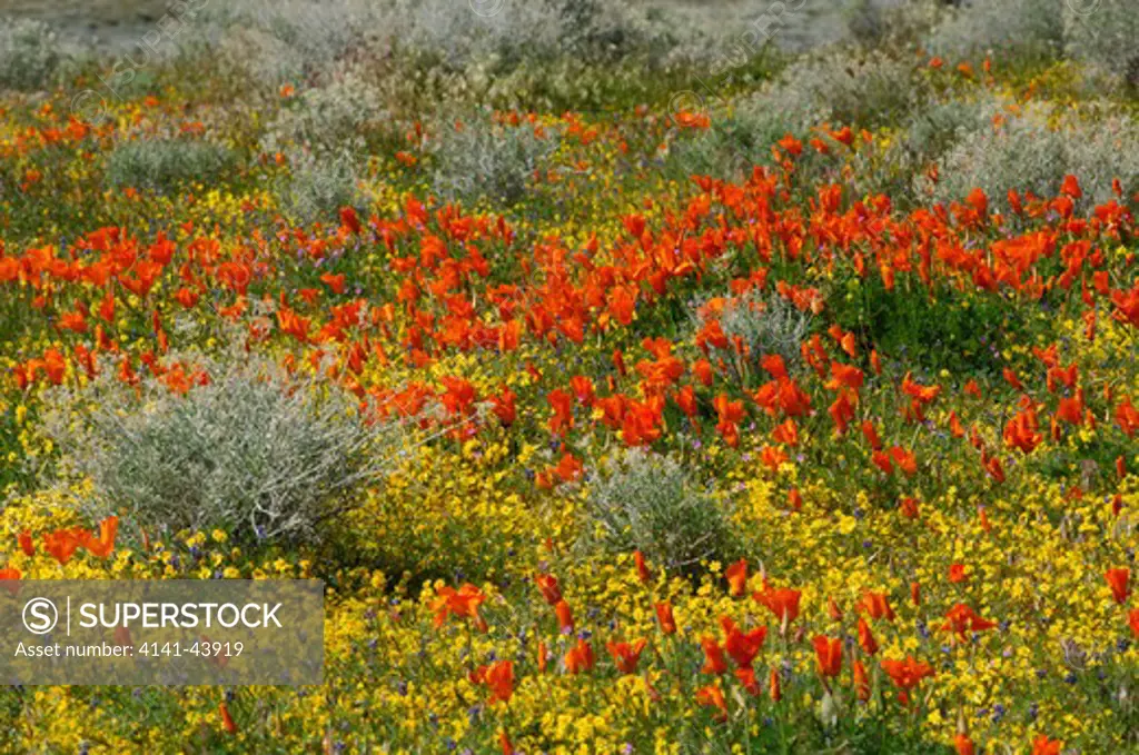 california poppies (eschscholzia californica), antelope valley california poppy reserve, california, united states