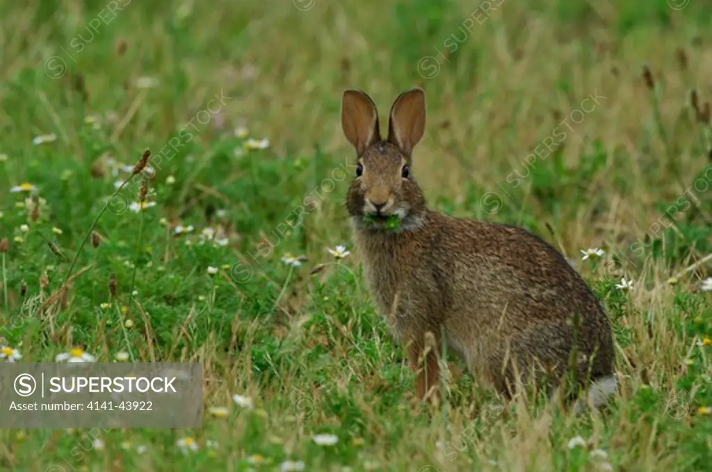 brush rabbit (sylvilagus bachmani) eating plants, ridgefield national wildlife refuge, washington, united states