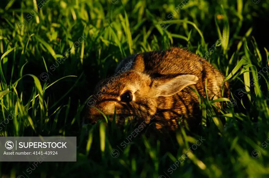 brush rabbit (sylvilagus bachmani) hiding in grass, vancouver, washington, united states