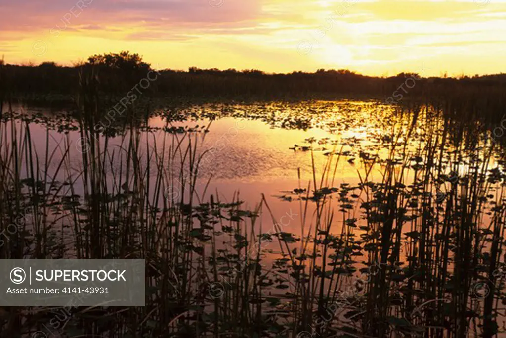 everglades, marsh at sunset, loxahatchee national wildlife refuge, florida, united states