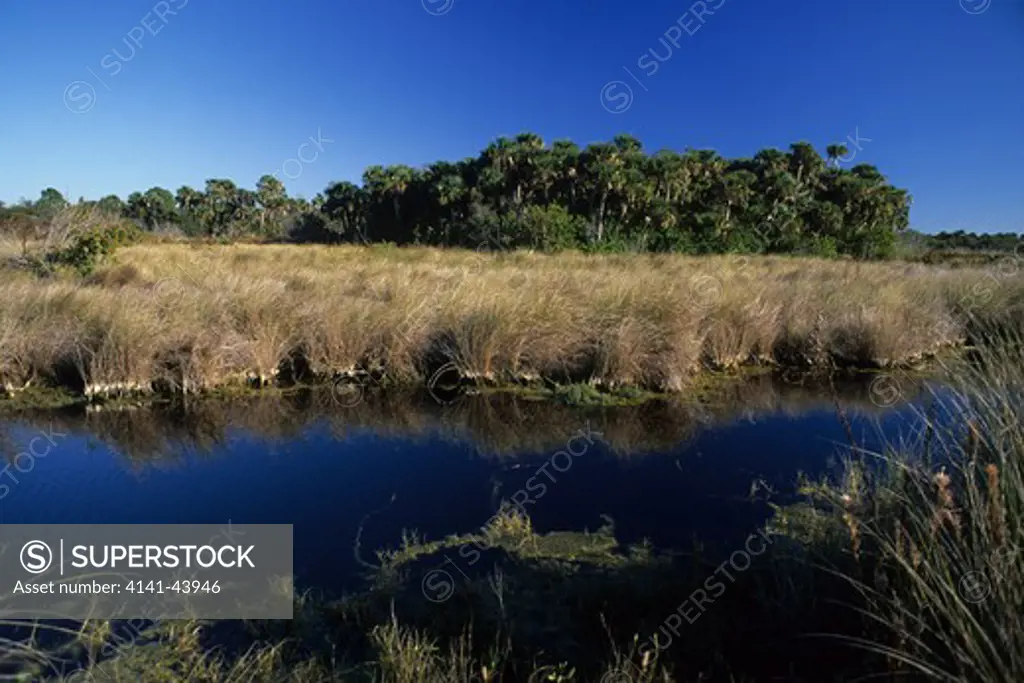 wetland and marsh hammock, merritt island national wildlife refuge, florida, united states