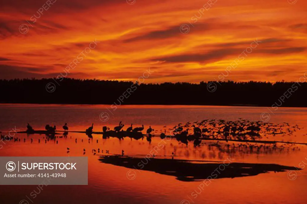 birds at sunset, ding darling national wildlife refuge, florida, united states