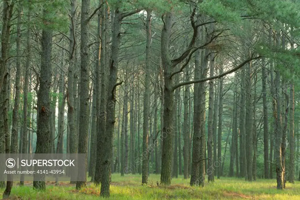loblolly pine forest, chincoteague national wildlife refuge, virginia, united states