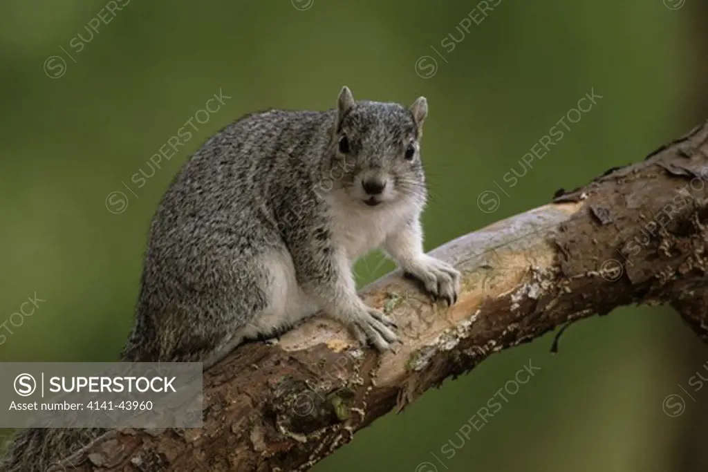 delmarva peninsula fox squirrel (sciurus niger cinereus), chincoteague national wildlife refuge, virginia, united states