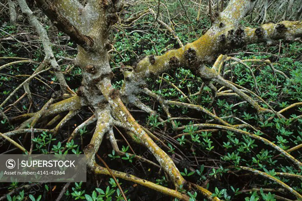 mangrove prop roots, ding darling, national wildlife refuge, florida, united states