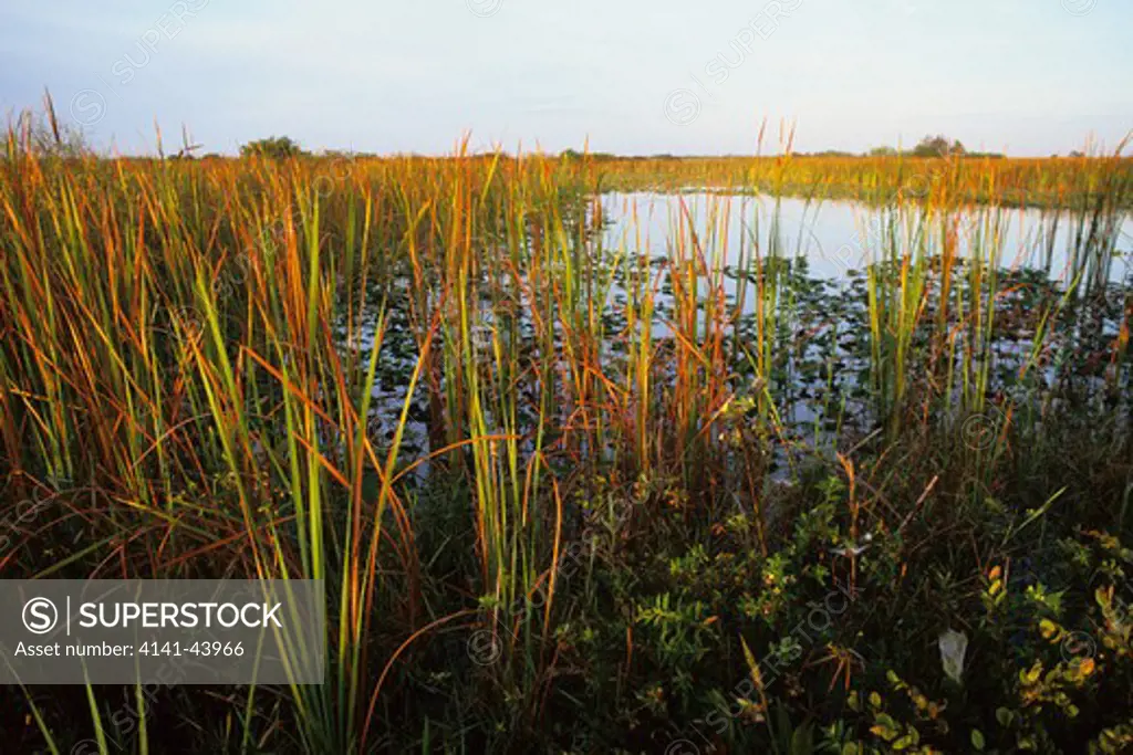 wetlands, loxahatchee national wildlife refuge, florida, united states