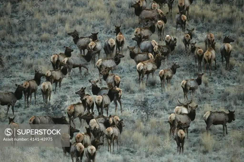 elk herd (cervus canadensis), joseph creek area, washington, united states