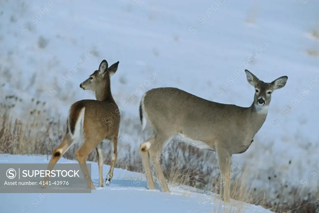 whitetail deer (odocoileus virginianus) doe, national bison range, montana, united states