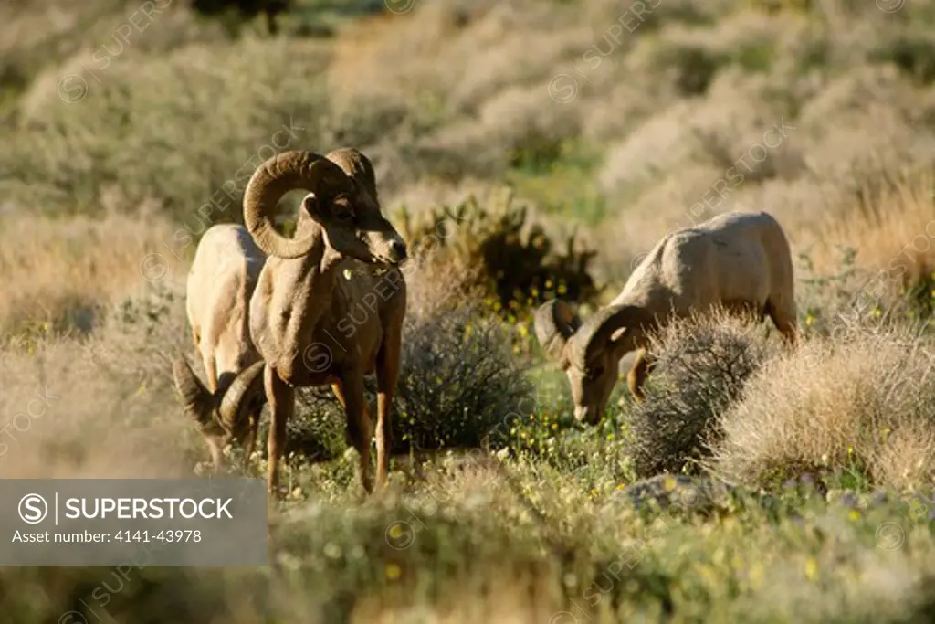 peninsular desert bighorn sheep (ovis canadensis cremnobates), anza-borrego desert state park, california, united states