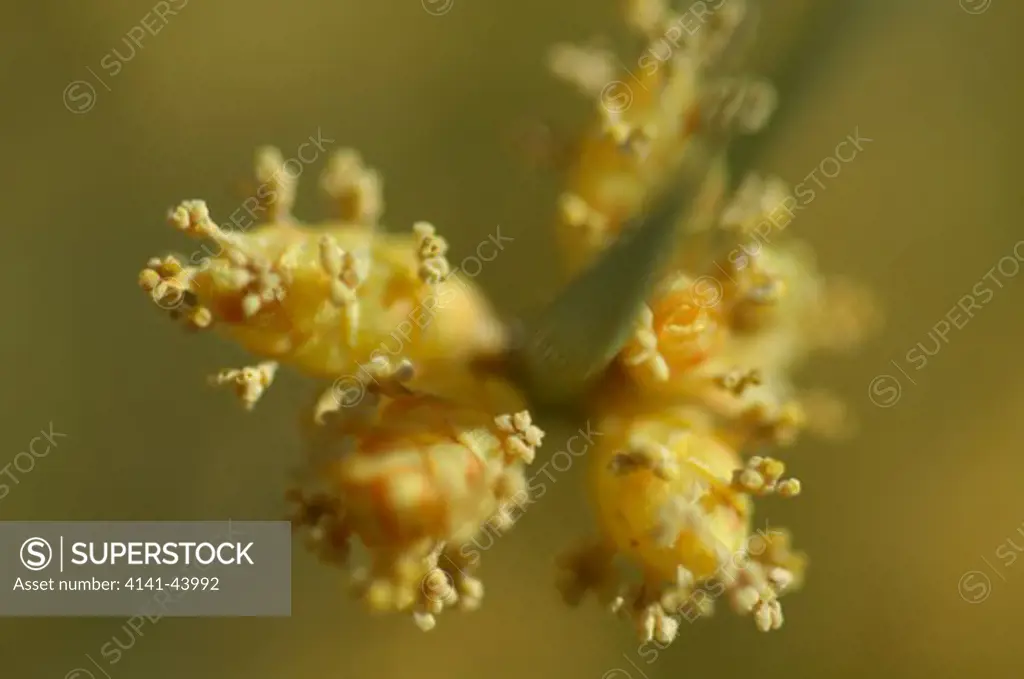 ephedra, flowers, anza-borrego desert state park, california, united states
