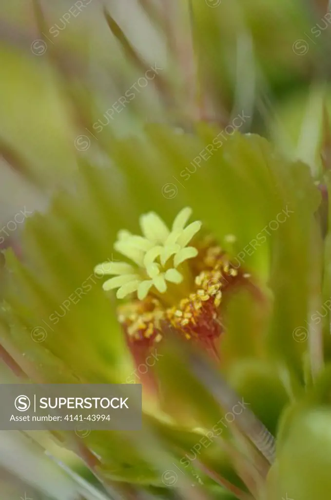 barrel cactus blossom, anza-borrego desert state park, california, united states