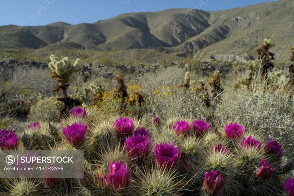 hedgehog cactus (echinocereus sp), anza-borrego desert state park, california, united states
