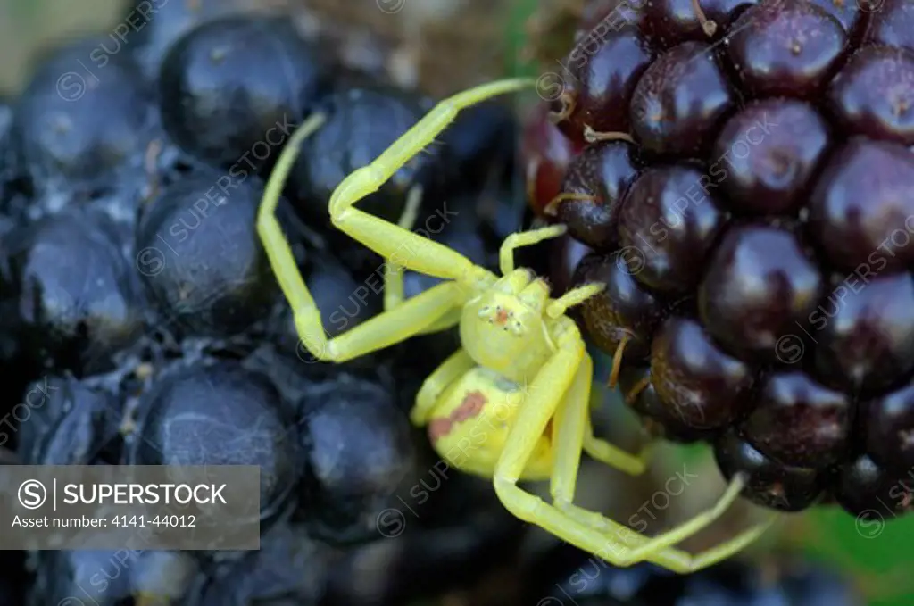 goldenrod crab spider (misumena vatia), vancouver, washington, united states