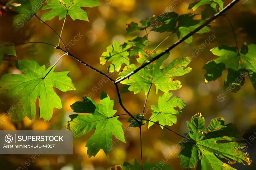 maple leaves (acer macrophyllum), washington, united states