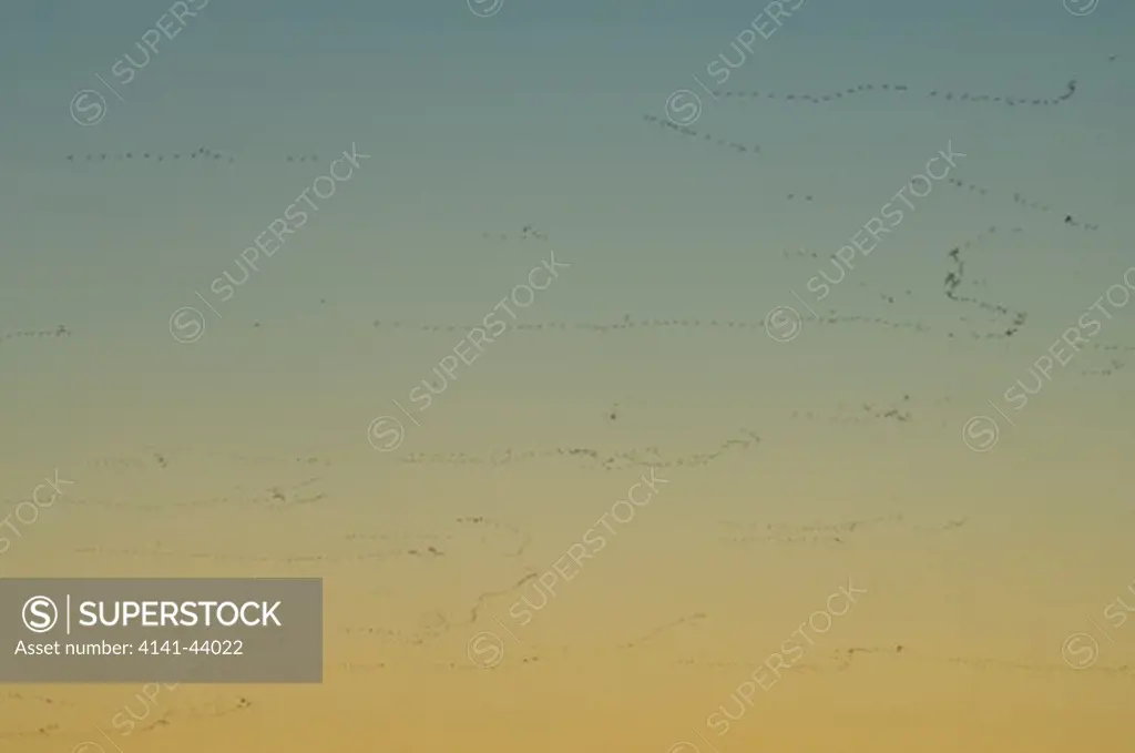 migrating canada geese (branta canadensis), vancouver, washington, united states