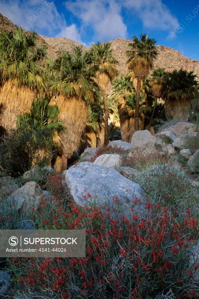 palm oasis, borrego palm canyon, anza-borrego desert state park, california, united states