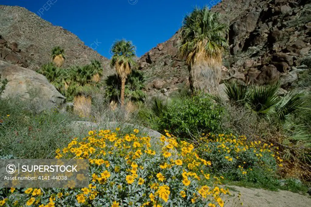 palm oasis, borrego palm canyon, anza-borrego desert state park, california, united states