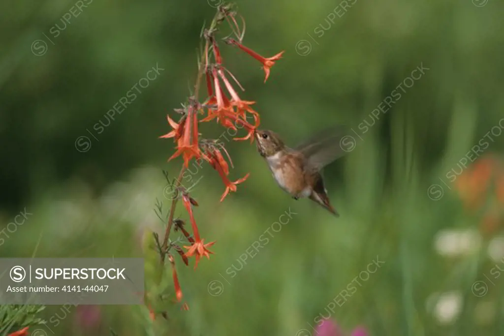 rufous hummingbird (selasphorus rufus), feeding from gilia flowers in alpine meadow, cascade mountains, oregon, united states