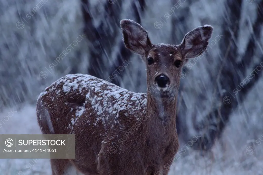 mule deer (odocoileus hemionus) in snowstorm, oregon, united states