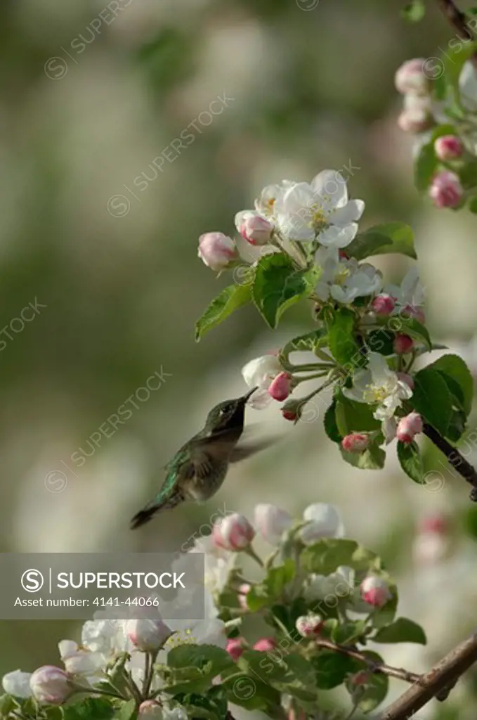 black-chinned hummingbird male (archilocus alexandri) feeding on flower nectar, washington, united states
