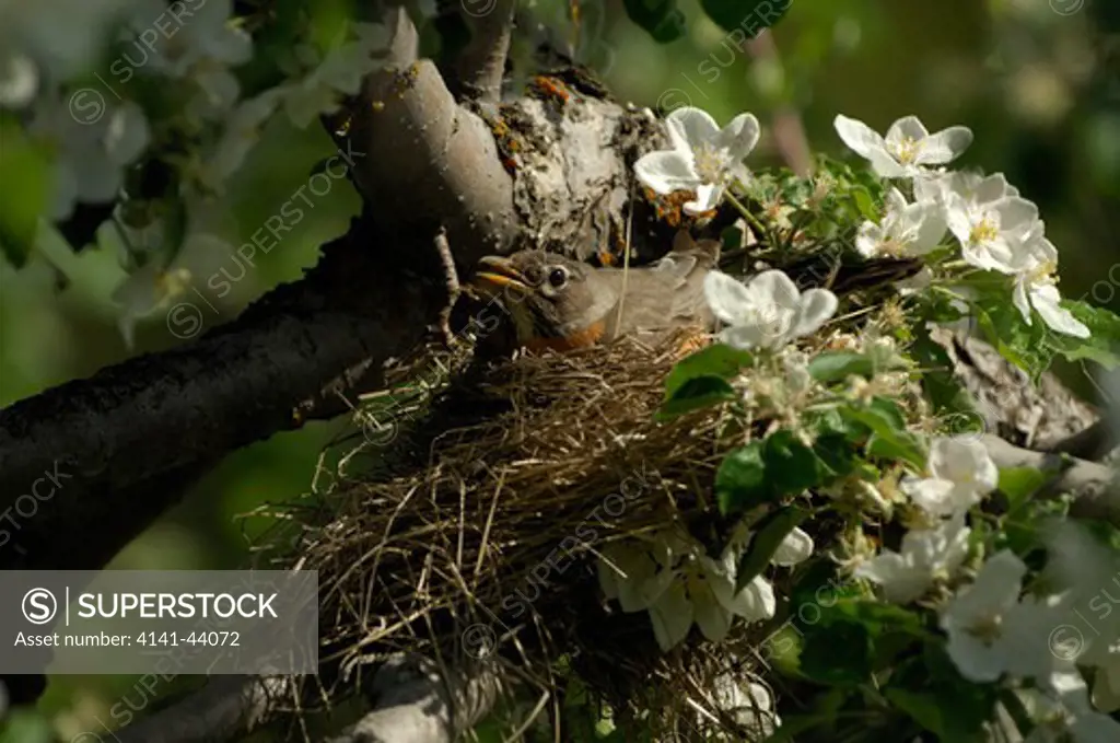 american robin (turdus migratorius) nesting, washington, united states
