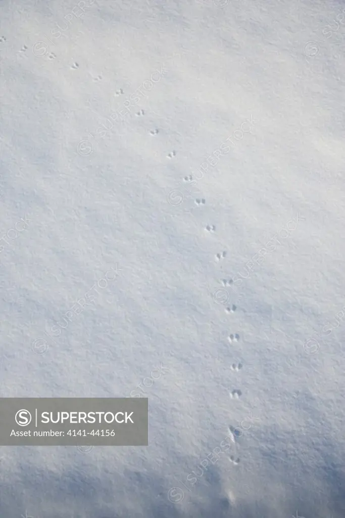 mouse tracks on the snow, estonia, männikjärve bog, march 